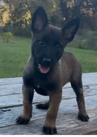 Blue , a male Belgian Malinois for sale in Clewiston, FL – 1 of 1