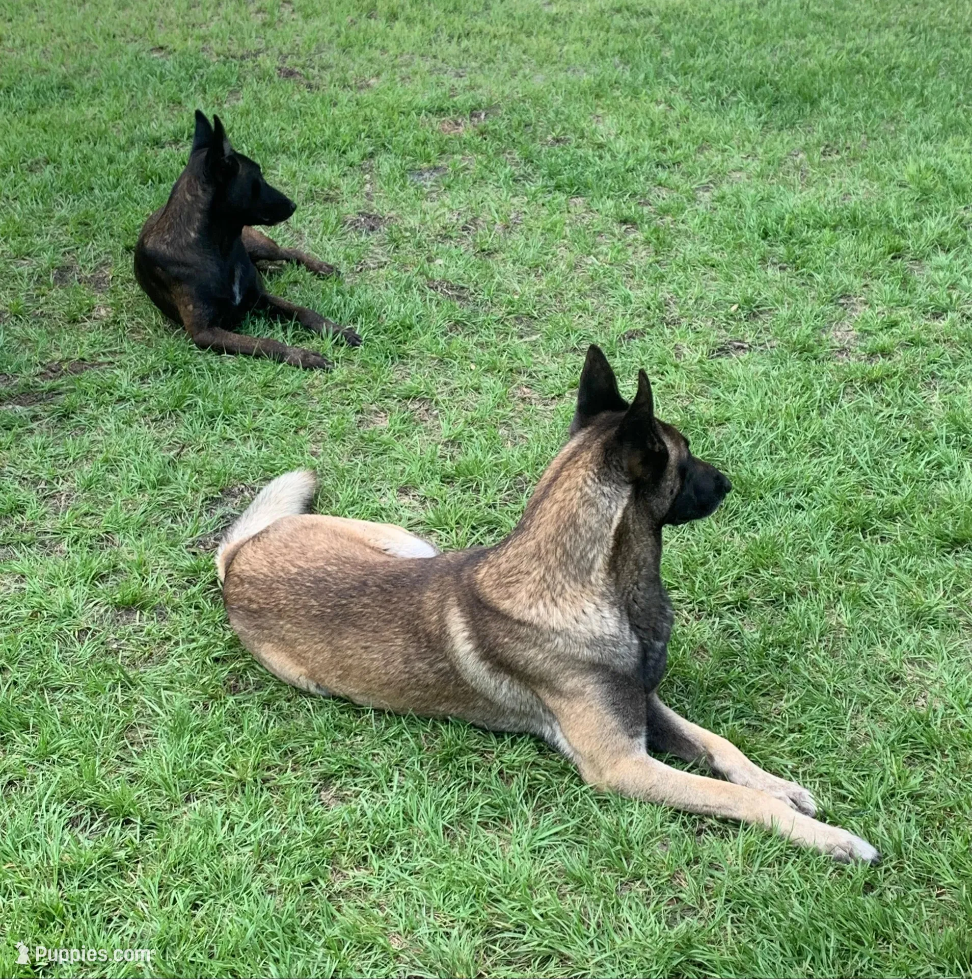 Daisy, a female Belgian Malinois for sale in Clewiston, FL – Photo 2 of 2