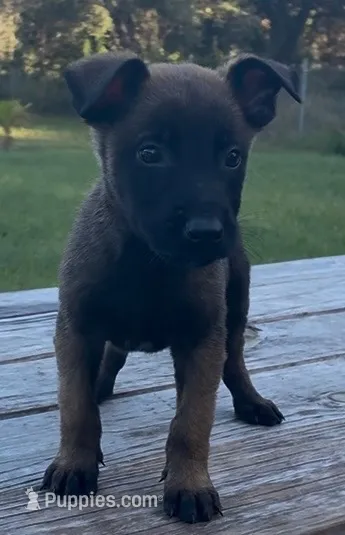 Bear – Belgian Malinois puppy for sale in Clewiston, FL