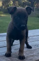 Bear, a male Belgian Malinois for sale in Clewiston, FL – 1 of 1