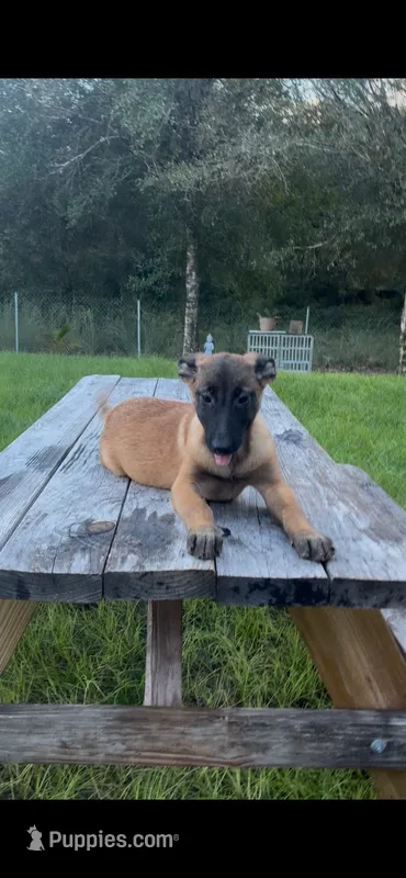 Ginger – Belgian Malinois puppy for sale in Clewiston, FL