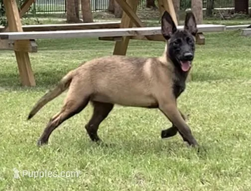 Spirit  – Belgian Malinois puppy for sale in Clewiston, FL
