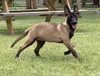 Spirit , a female Belgian Malinois for sale in Clewiston, FL – 1 of 2
