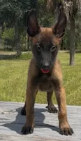 Brownie  , a female Belgian Malinois for sale in Clewiston, FL – 1 of 2