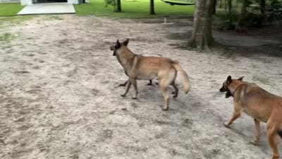 Spirit , a female Belgian Malinois for sale in Clewiston, FL – 2 of 2