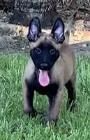 Rue, a female Belgian Malinois for sale in Clewiston, FL – Photo 1 of 2
