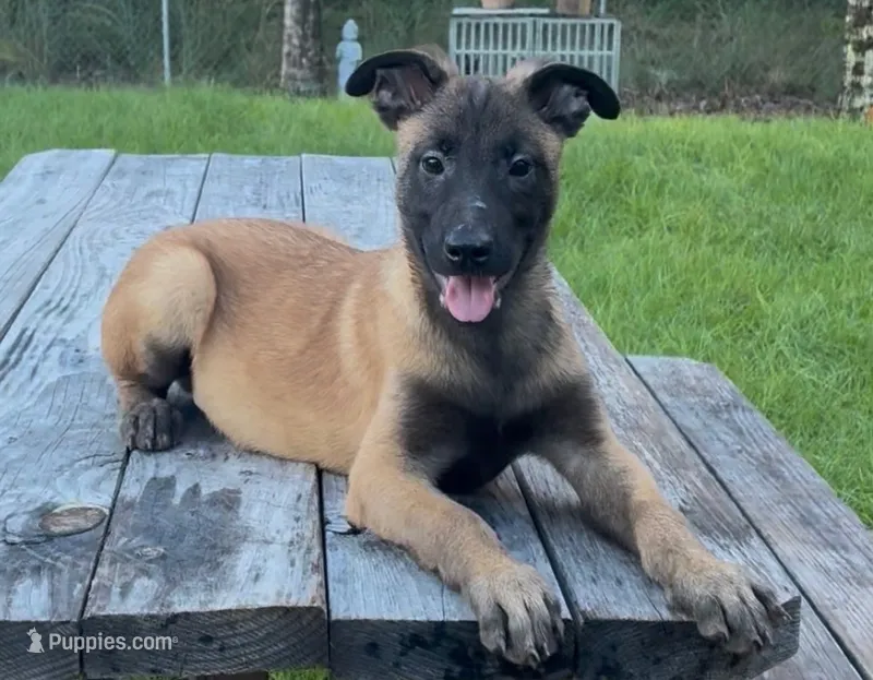 Graham – Belgian Malinois puppy for sale in Clewiston, FL