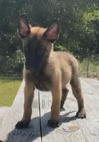 Hunter, a male Belgian Malinois for sale in Clewiston, FL – 1 of 2