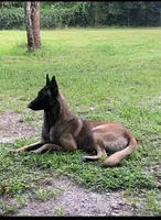Maple, a female Belgian Malinois for sale in Clewiston, FL – 2 of 2