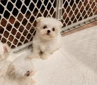 Marshmellow , a male Maltese for sale in Terry, MS – 5 of 7
