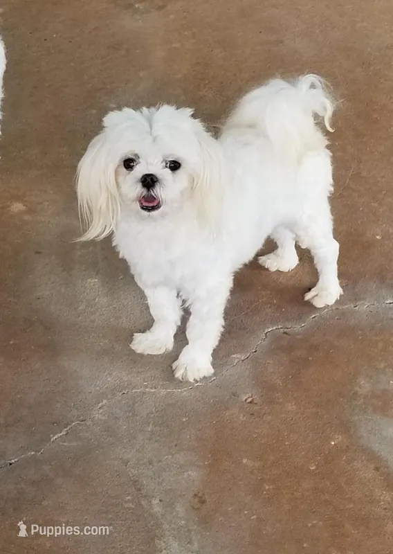Bo – Maltese puppy for sale in Terry, MS