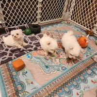 Marshmellow , a male Maltese for sale in Terry, MS – 2 of 2