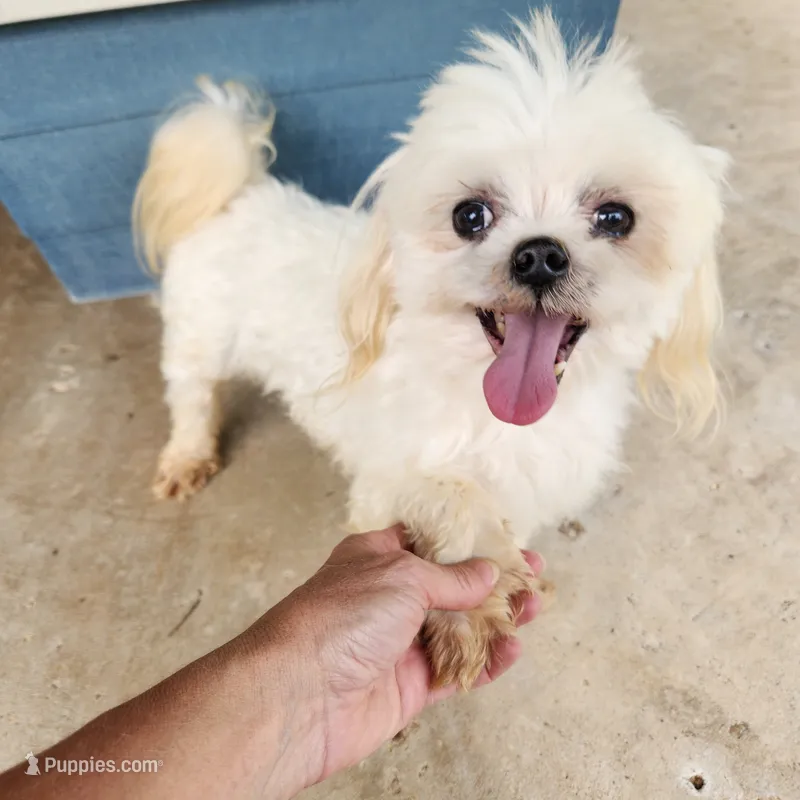 Pixie Pearl , a female Maltese for sale in Terry, MS – 1 of 1