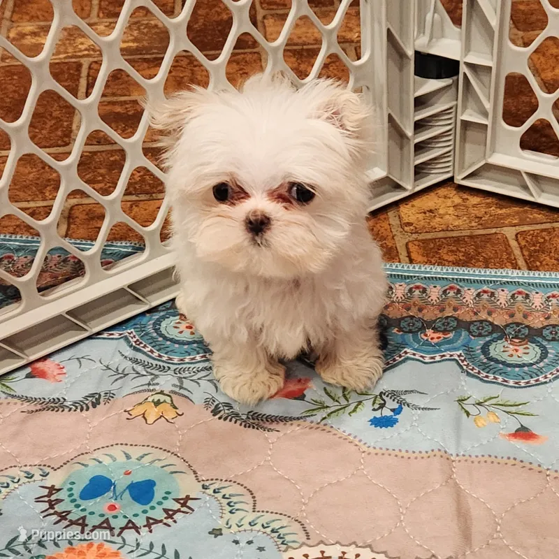 Titan – Maltese puppy for sale in Terry, MS