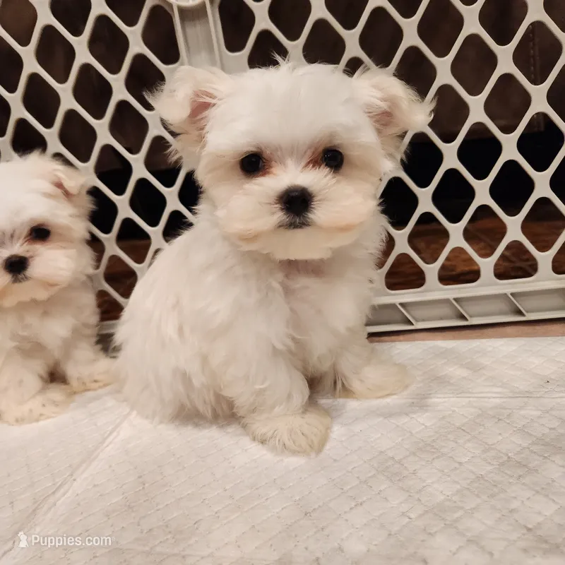 Casper  – Maltese puppy for sale in Terry, MS