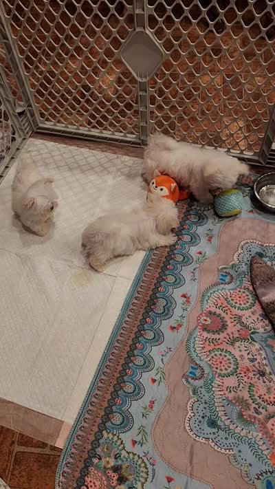 Marshmellow , a male Maltese for sale in Terry, MS – 7 of 7