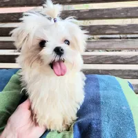 Legend, a male Maltese for sale in Terry, MS – Photo 2 of 2