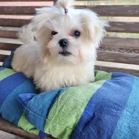 Legend, a male Maltese for sale in Terry, MS – Photo 1 of 2
