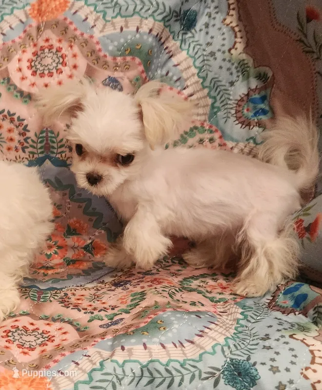 Titan – Maltese puppy for sale in Terry, MS