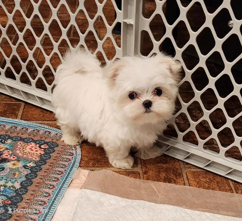 Marshmellow  – Maltese puppy for sale in Terry, MS