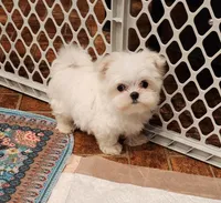 Marshmellow , a male Maltese for sale in Terry, MS – 1 of 7