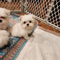 Marshmellow , a male Maltese for sale in Terry, MS – 6 of 7