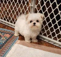 Marshmellow , a male Maltese for sale in Terry, MS – 4 of 7