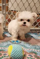 Marshmellow , a male Maltese for sale in Terry, MS – 2 of 7