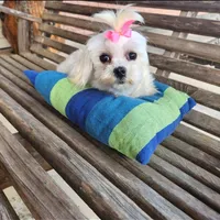 Lacy, a female Maltese for sale in Terry, MS – Photo 3 of 3