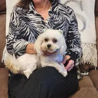 Lacy, a female Maltese for sale in Terry, MS – Photo 1 of 3