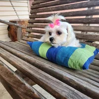 Lacy, a female Maltese for sale in Terry, MS – Photo 2 of 3