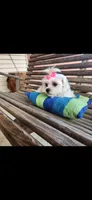 Lacy, a female Maltese for sale in Terry, MS – Photo 2 of 4