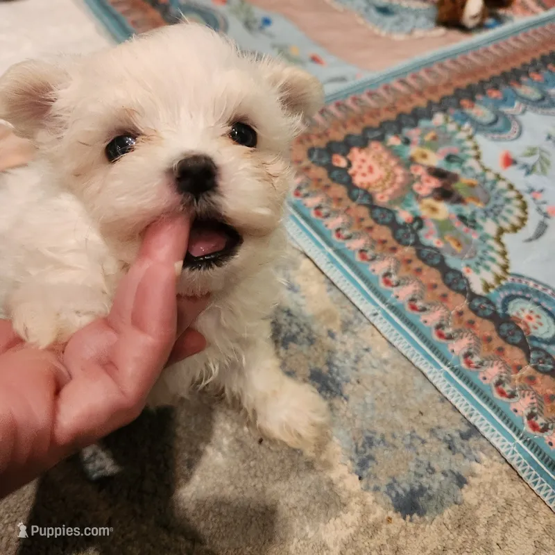 Casper  – Maltese puppy for sale in Terry, MS