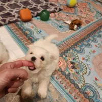 Casper , a male Maltese for sale in Terry, MS – 2 of 2