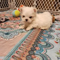 Divinity , a male Maltese for sale in Terry, MS – 1 of 2