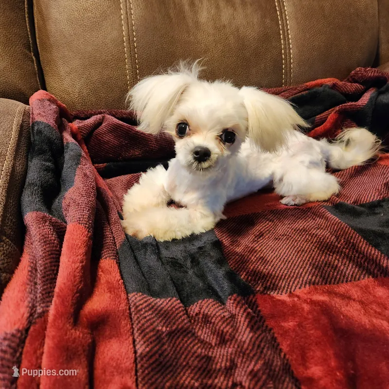 Treasure  – Maltese puppy for sale in Terry, MS