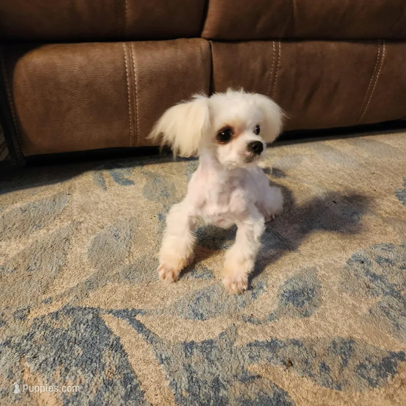 Treasure  – Maltese puppy for sale in Terry, MS