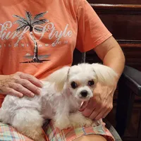 Treasure , a female Maltese for sale in Terry, MS – Photo 2 of 2