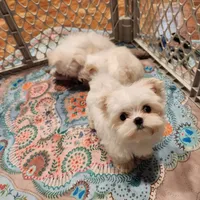 Marshmellow , a male Maltese for sale in Terry, MS – 3 of 7