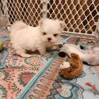 Divinity , a male Maltese for sale in Terry, MS – 2 of 2