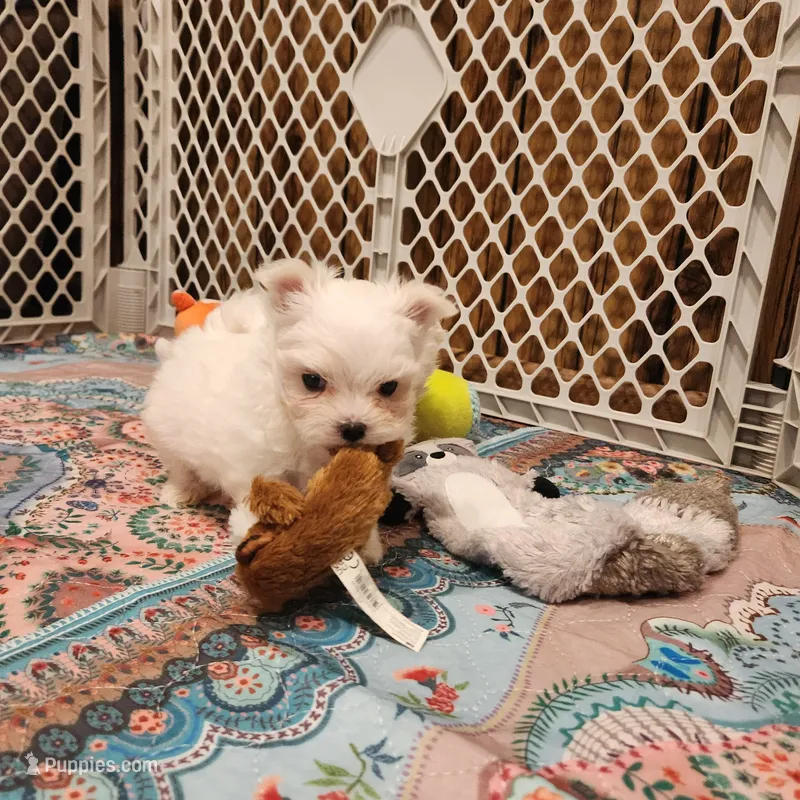 Marshmellow  – Maltese puppy for sale in Terry, MS
