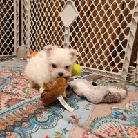 Marshmellow , a male Maltese for sale in Terry, MS – 1 of 2