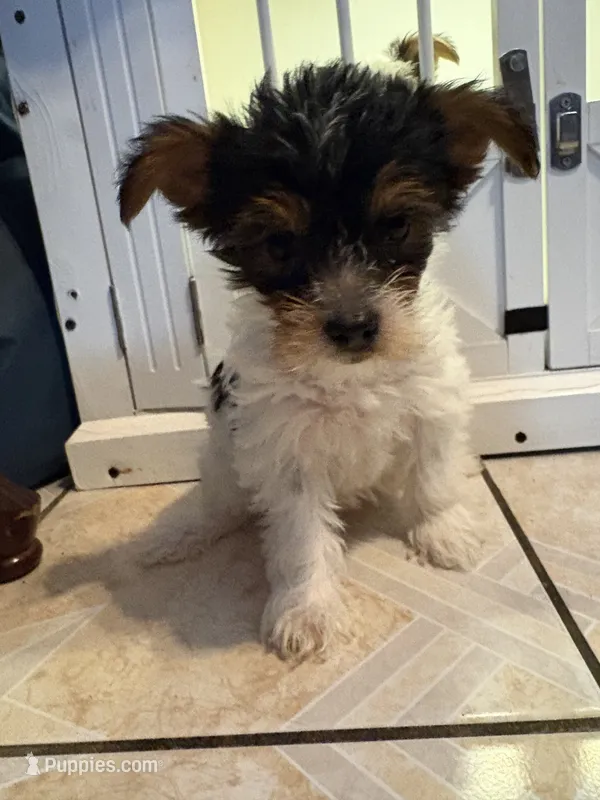 dulce – Yorkshire Terrier puppy for sale in Jurupa Valley, CA