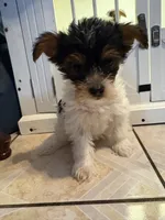 dulce, a female Yorkshire Terrier for sale in Jurupa Valley, CA – 1 of 2