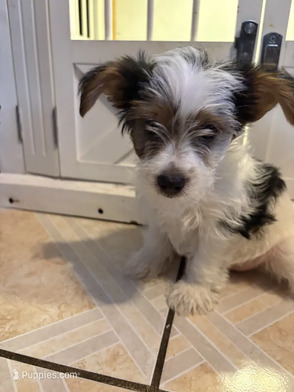 Toby – Yorkshire Terrier puppy for sale in Jurupa Valley, CA