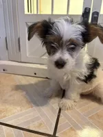 Toby, a male Yorkshire Terrier for sale in Jurupa Valley, CA – 1 of 2