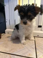 dulce, a female Yorkshire Terrier for sale in Jurupa Valley, CA – 2 of 2