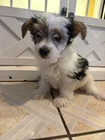 Toby, a male Yorkshire Terrier for sale in Jurupa Valley, CA – 2 of 2