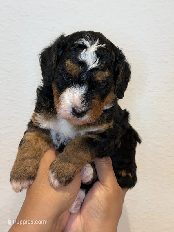 Luna – Bernedoodle puppy for sale in Celina, TX