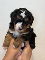 Luna, a female Bernedoodle and Miniature Bernedoodle for sale in Celina, TX – 1 of 3